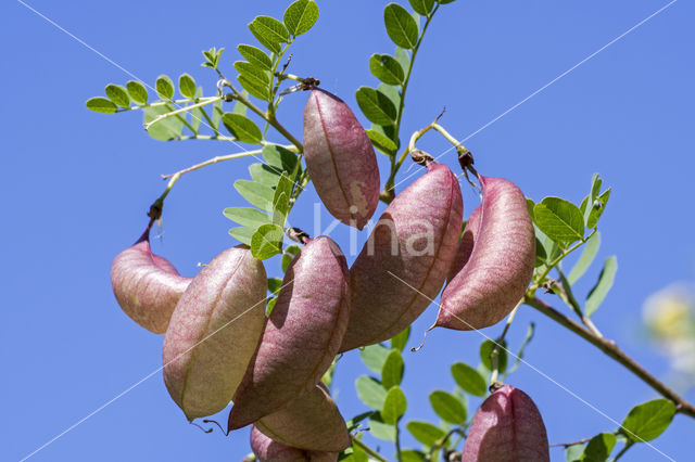 Bladder-senna (Colutea arborescens)