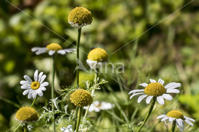 Anacyclus officinarum