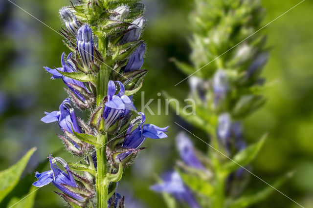 great blue lobelia (Lobelia siphilitica var siphilitica)