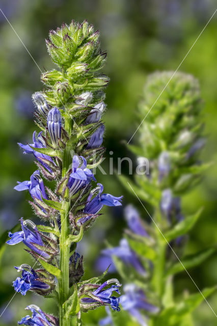 great blue lobelia (Lobelia siphilitica var siphilitica)