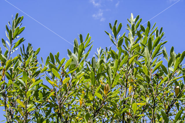 Wilde gagel (Myrica gale)