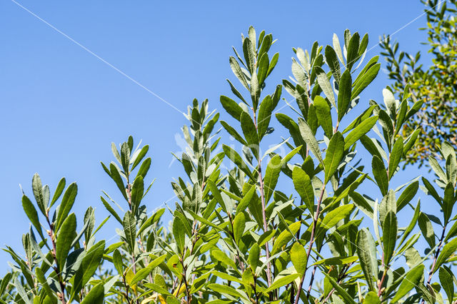 Wilde gagel (Myrica gale)