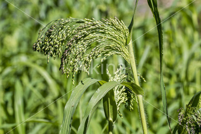 Pluimgierst (Panicum miliaceum)