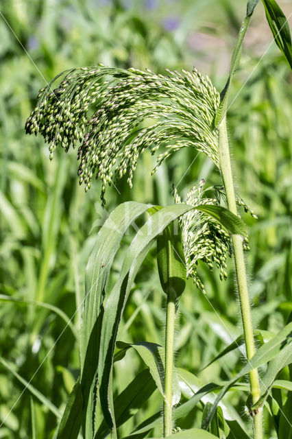 Pluimgierst (Panicum miliaceum)