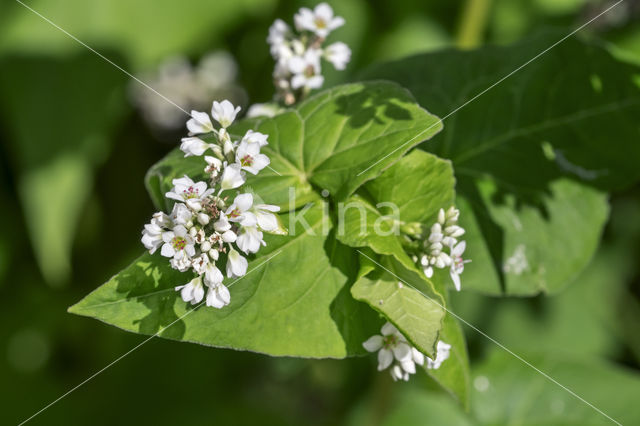 Buckwheat (Fagopyrum esculentum)