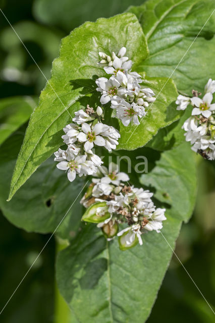 Boekweit (Fagopyrum esculentum)