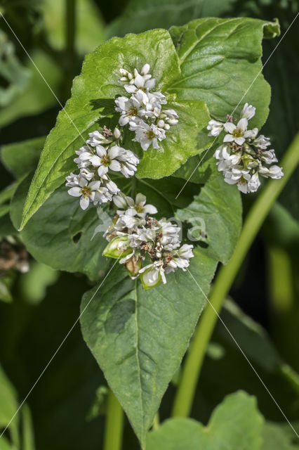 Buckwheat (Fagopyrum esculentum)