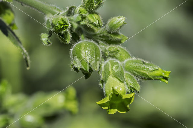 Large Tobacco (Nicotiana tabacum)