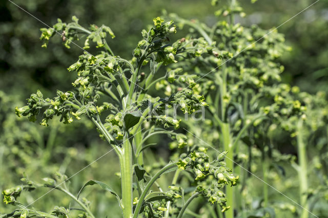 Large Tobacco (Nicotiana tabacum)