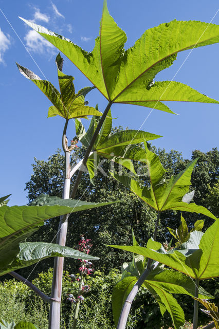 Castor-oil-plant (Ricinus communis)