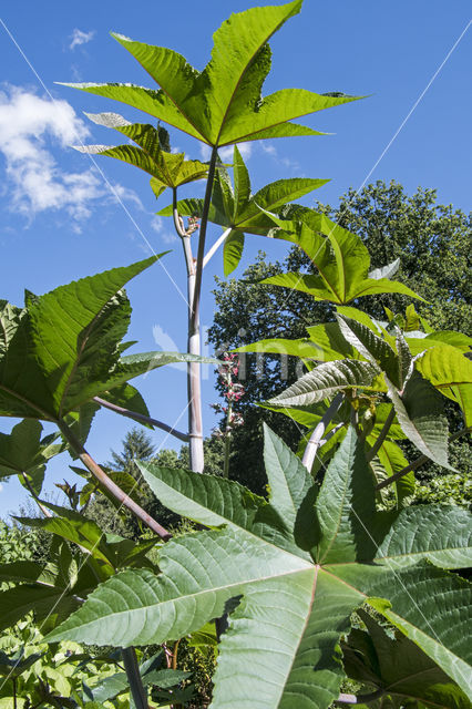 Castor-oil-plant (Ricinus communis)