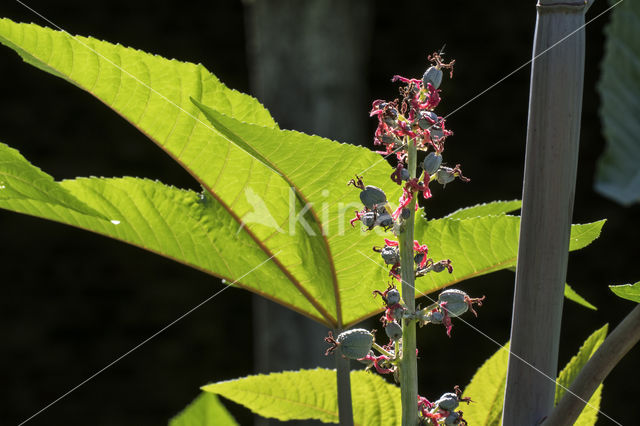 Castor-oil-plant (Ricinus communis)