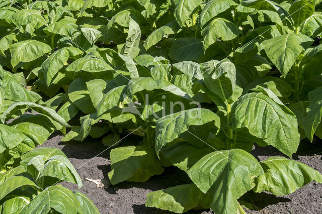 Small Tobacco (Nicotiana rustica)