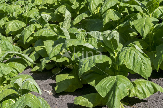 Boerentabak (Nicotiana rustica)