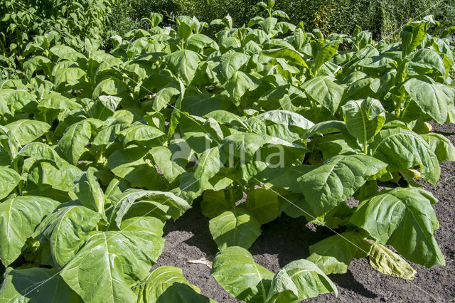 Boerentabak (Nicotiana rustica)