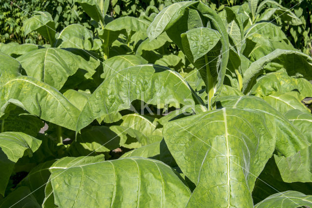 Boerentabak (Nicotiana rustica)