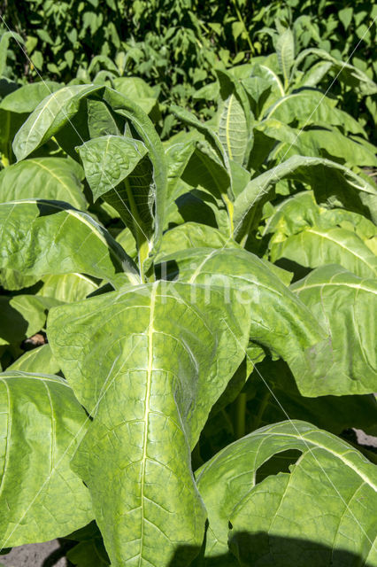 Small Tobacco (Nicotiana rustica)