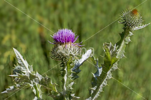 Wegdistel (Onopordum acanthium)