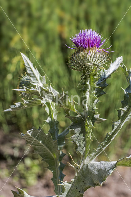 Scotch Thistle (Onopordum acanthium)