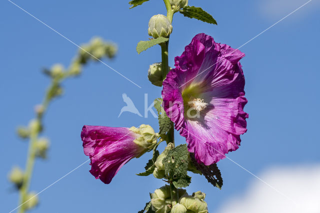 Stokroos (Alcea rosea)