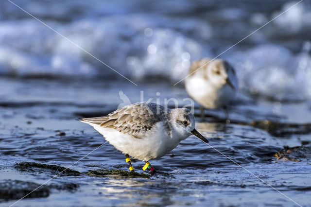 Drieteenstrandloper (Calidris alba)