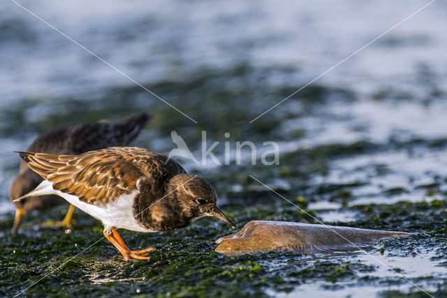 Steenloper (Arenaria interpres)