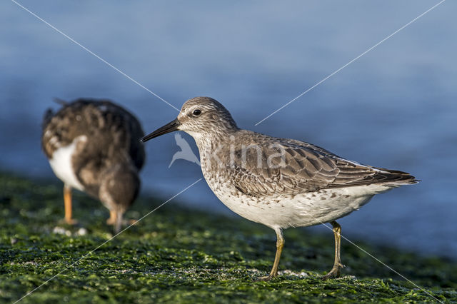 Red Knot (Calidris canutus)