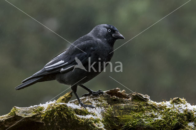 Eurasian Jackdaw (Corvus monedula)