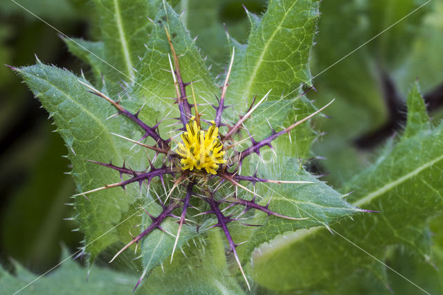 blessed thistle (Cnicus benedictus)