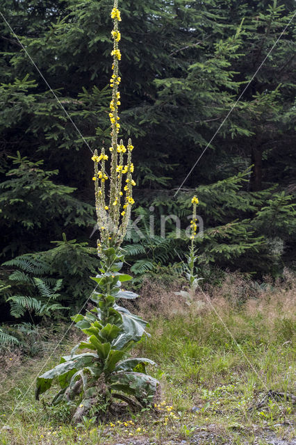 Koningskaars (Verbascum thapsus)