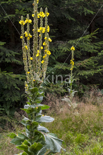 Koningskaars (Verbascum thapsus)