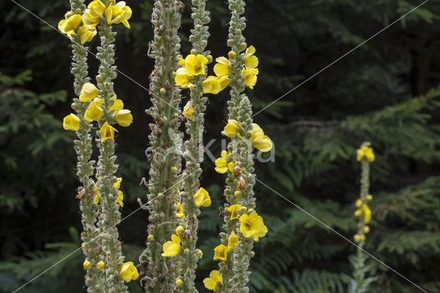 Great Mullein (Verbascum thapsus)