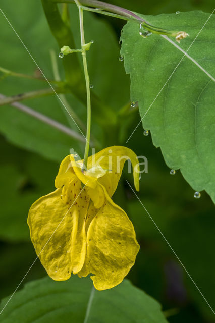 Groot springzaad (Impatiens noli-tangere)