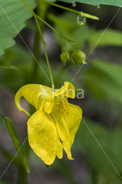 Groot springzaad (Impatiens noli-tangere)