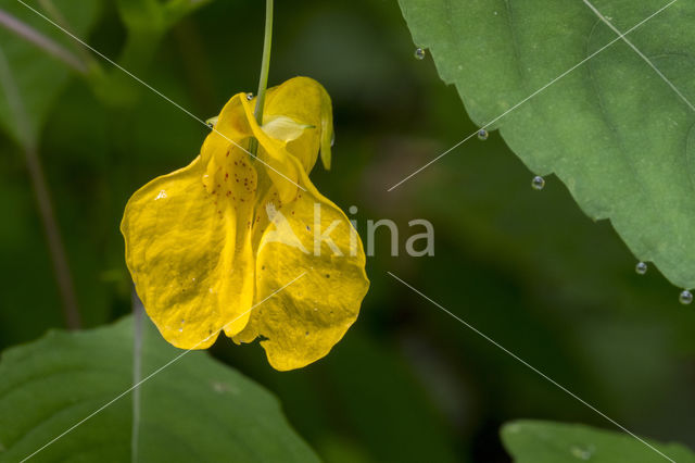 Groot springzaad (Impatiens noli-tangere)