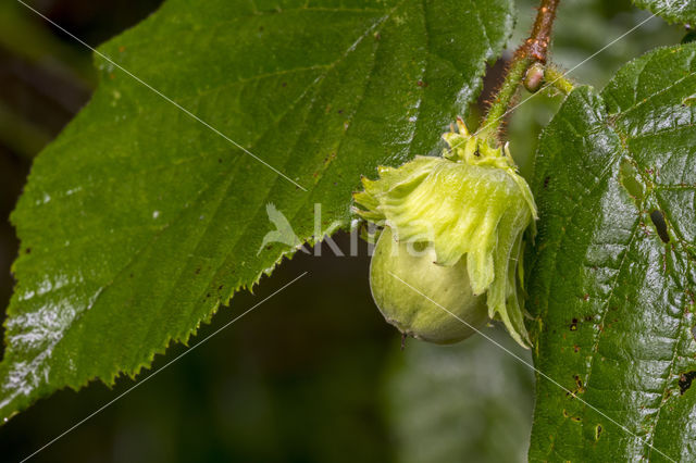 Hazelaar (Corylus avellana)