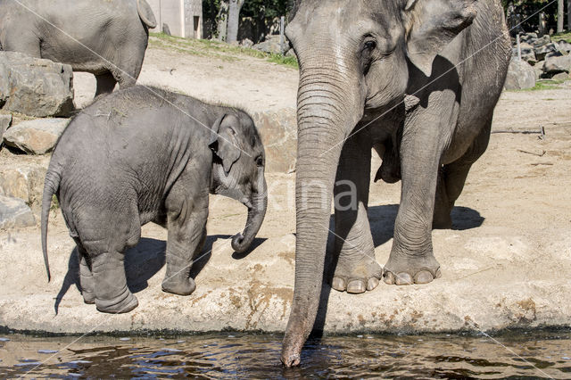 Aziatische olifant (Elephas maximus)