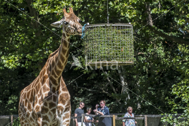 Southern giraffe (Giraffa camelopardalis)