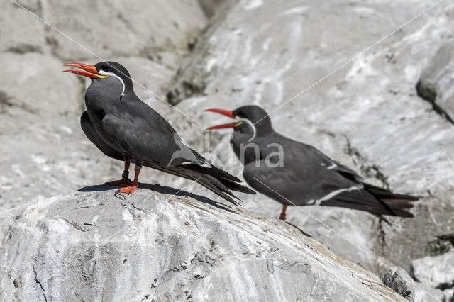 Inca Tern (Larosterna inca)