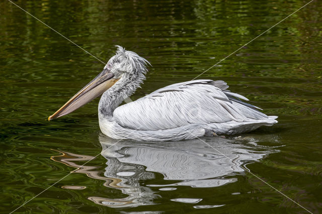 Kroeskoppelikaan (Pelecanus crispus)