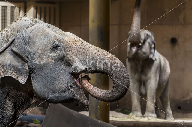 Aziatische olifant (Elephas maximus)