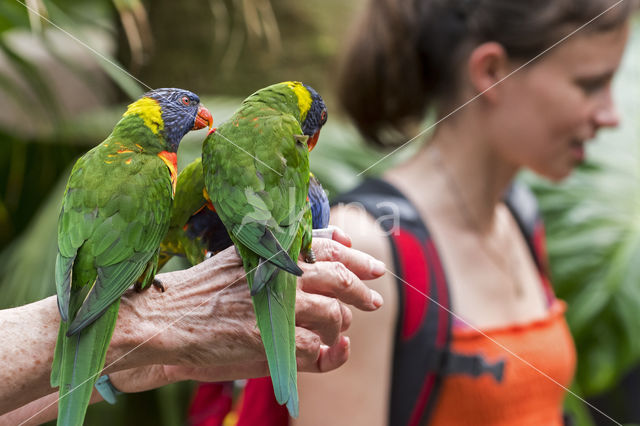 Rainbow lorikeet (Trichoglossus haematodus)