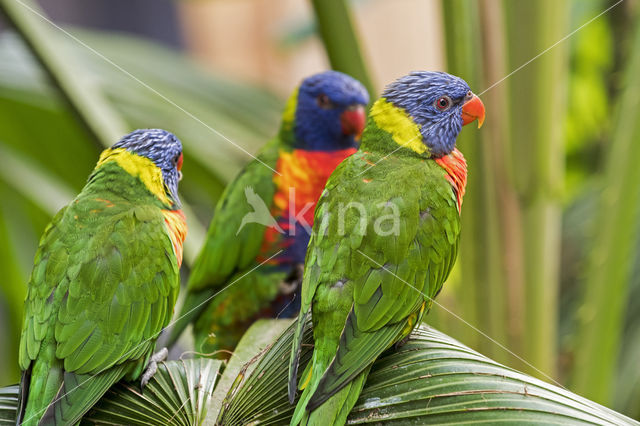 Rainbow lorikeet (Trichoglossus haematodus)