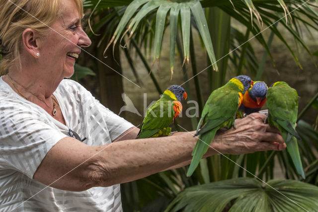 Rainbow lorikeet (Trichoglossus haematodus)