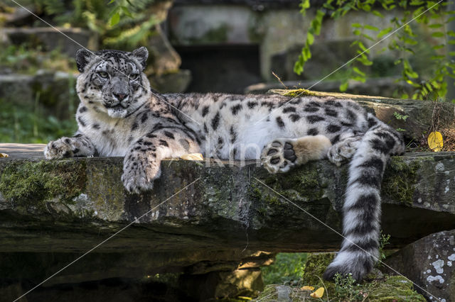 Snow leopard (Panthera uncia)