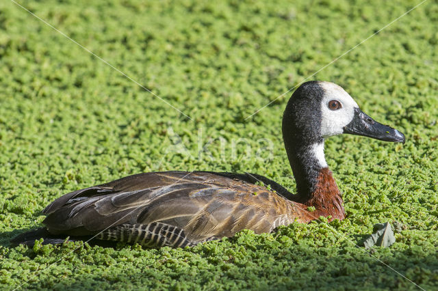 White-faced whistling duck (Dendrocygna viduata)