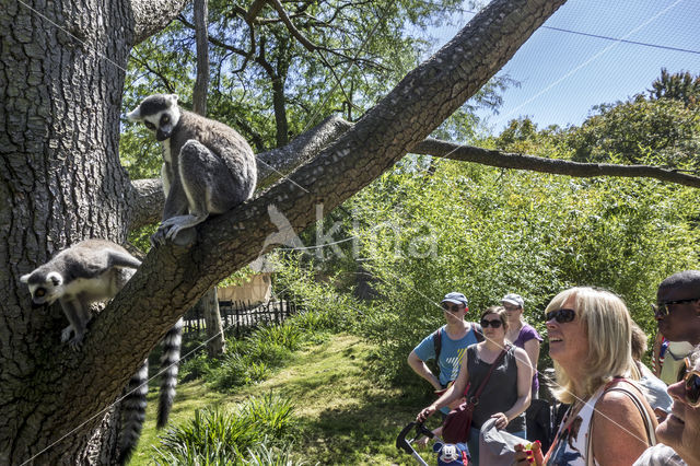 Ringstaartmaki (Lemur catta)