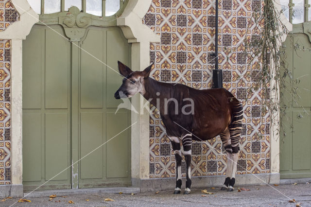 Okapi (Okapia johnstoni)