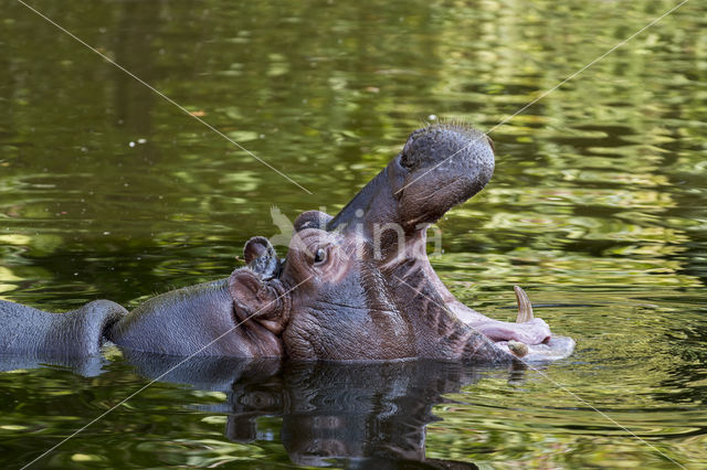 Nijlpaard (Hippopotamus amphibius)