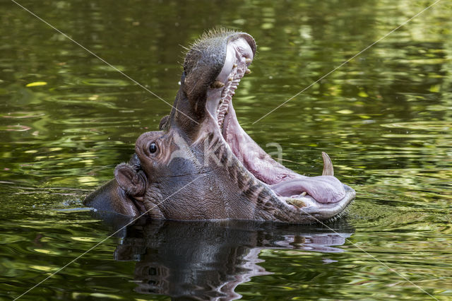 Nijlpaard (Hippopotamus amphibius)